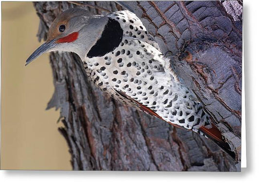 A Flicker of Hope - Woodpeckers- Greeting Card