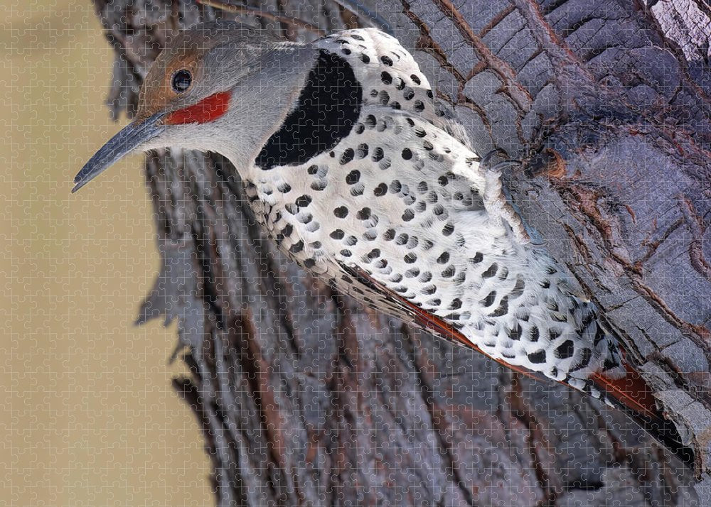 A Flicker of Hope - Woodpeckers- Puzzle