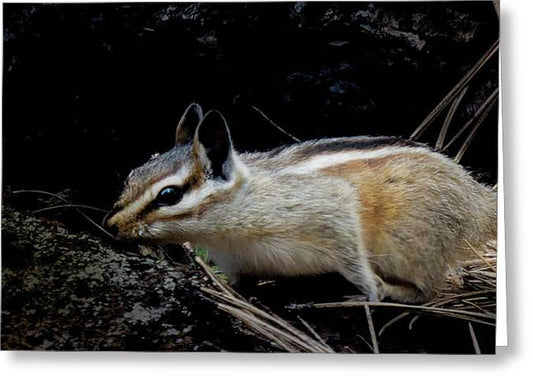 Chipmunk: Between A Rock And Needles - Greeting Card