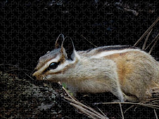 Chipmunk: Between A Rock And Needles - Puzzle
