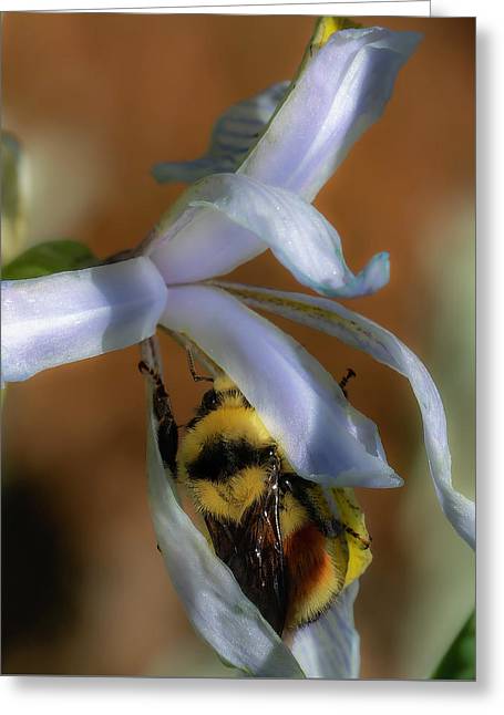 Bumblebee In Wild Iris Flower - Greeting Card