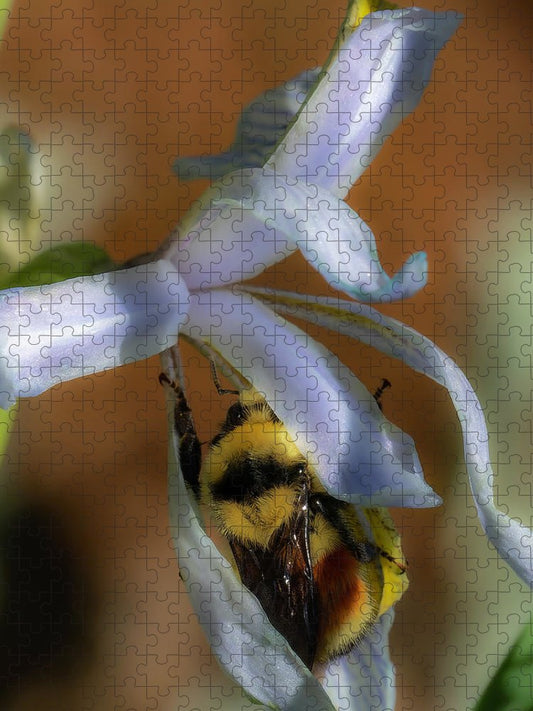 Bumblebee In Wild Iris Flower - Puzzle