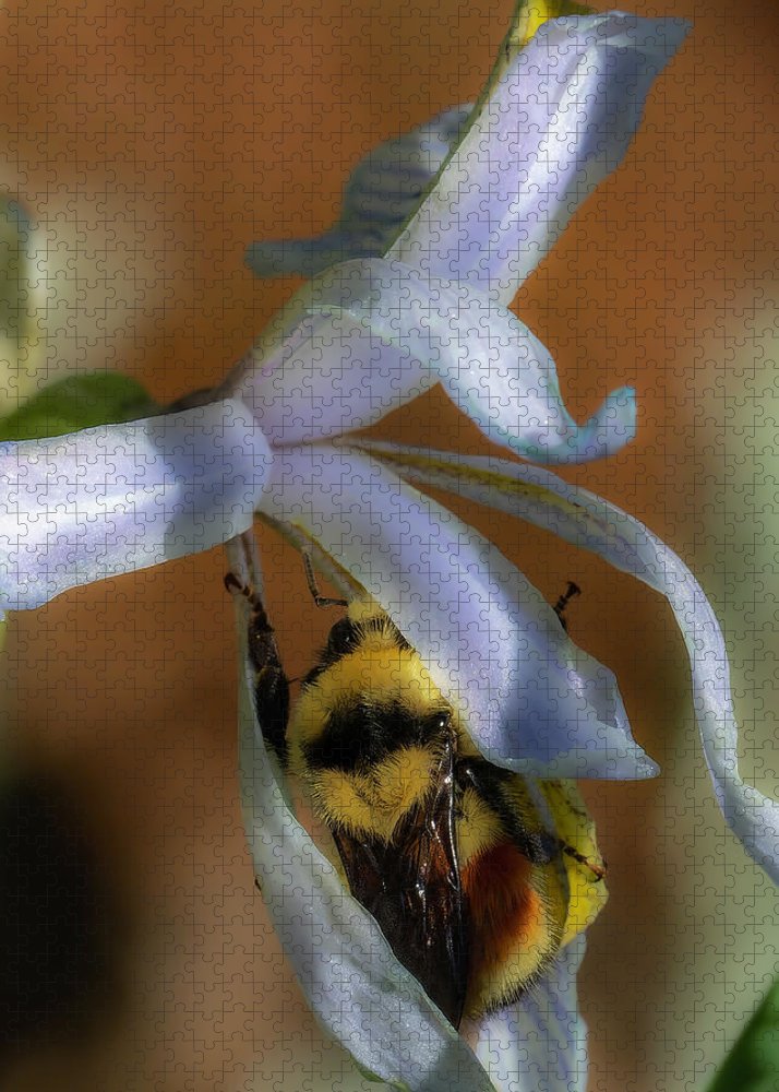 Bumblebee In Wild Iris Flower - Puzzle