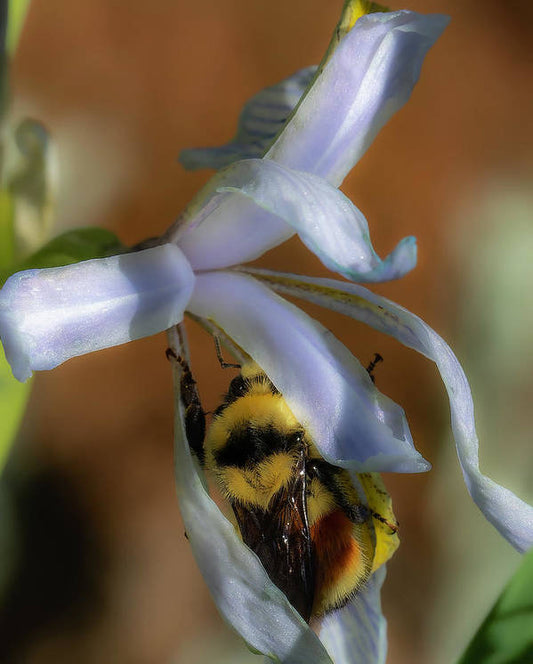 Bumblebee In Wild Iris Flower - Art Print