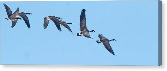 Coordinated Wingbeats of Canada Geese  - Canvas Print