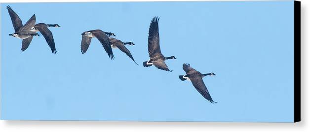 Coordinated Wingbeats of Canada Geese  - Canvas Print