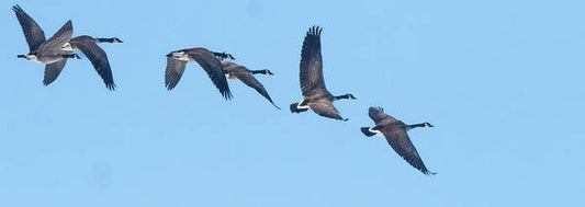 Coordinated Wingbeats of Canada Geese  - Art Print