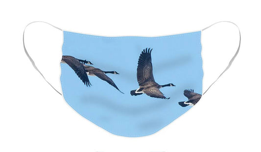 Coordinated Wingbeats of Canada Geese  - Face Mask