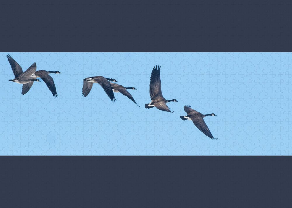 Coordinated Wingbeats of Canada Geese  - Puzzle