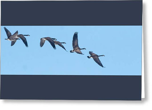 Coordinated Wingbeats of Canada Geese  - Greeting Card