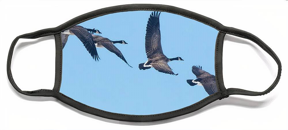 Coordinated Wingbeats of Canada Geese  - Face Mask