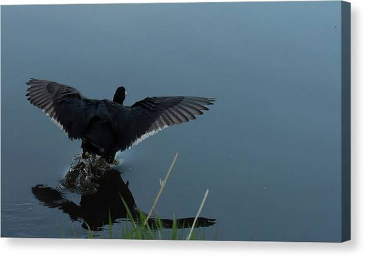 Coot Lands In Pond  - Canvas Print