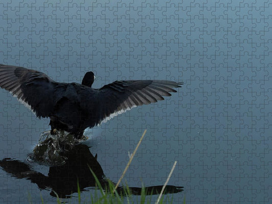 Coot Lands In Pond  - Puzzle