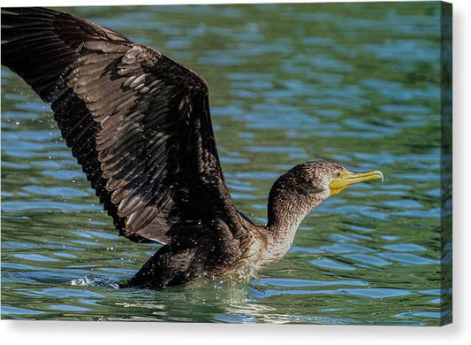 Cormorant Take Off - Canvas Print