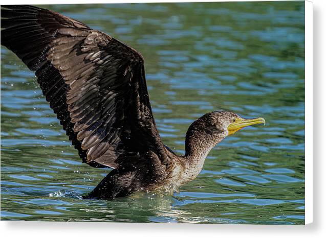 Cormorant Take Off - Canvas Print