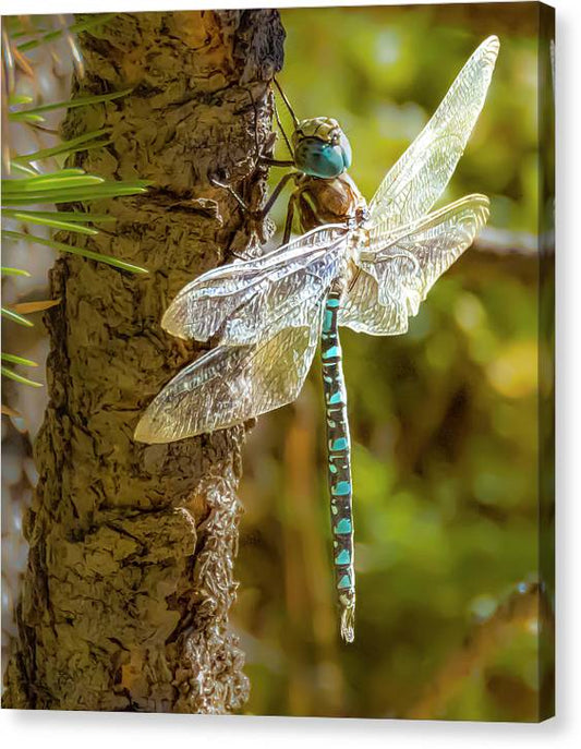 Dragonfly In Autumn - Canvas Print