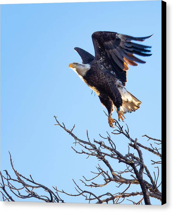 Bald Eagle Taking Flight - Canvas Print