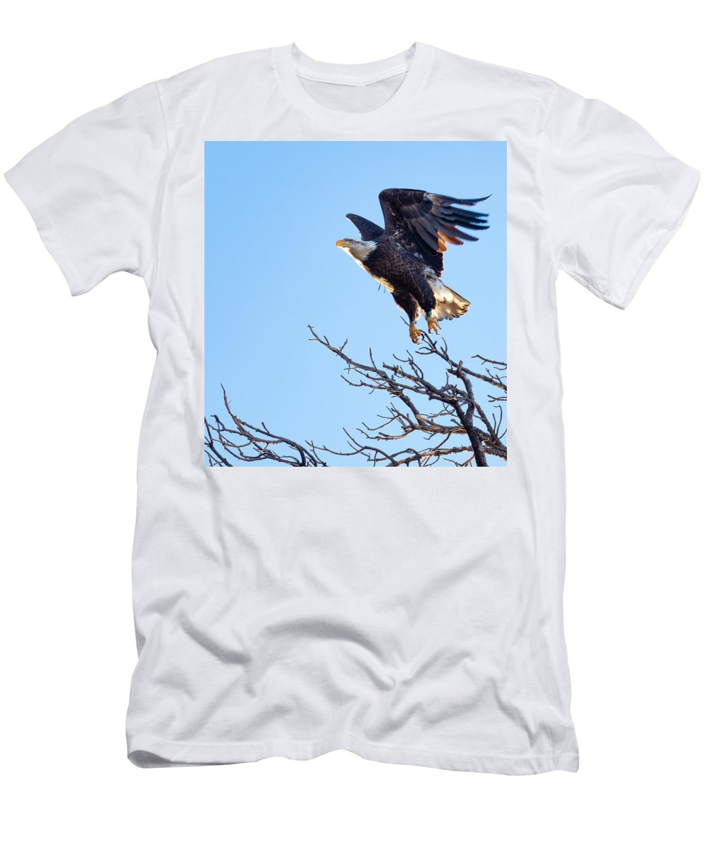 Bald Eagle Taking Flight - T-Shirt