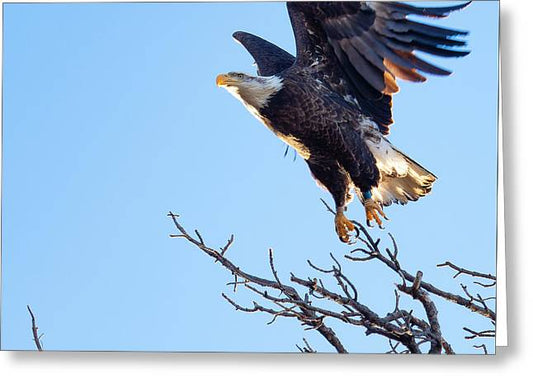 Bald Eagle Taking Flight - Greeting Card