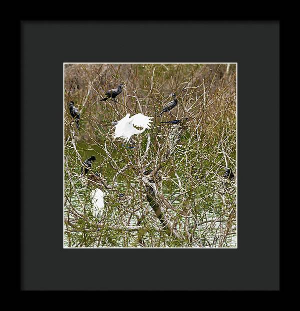 Egret At Center of Cormorant Circle - Framed Print