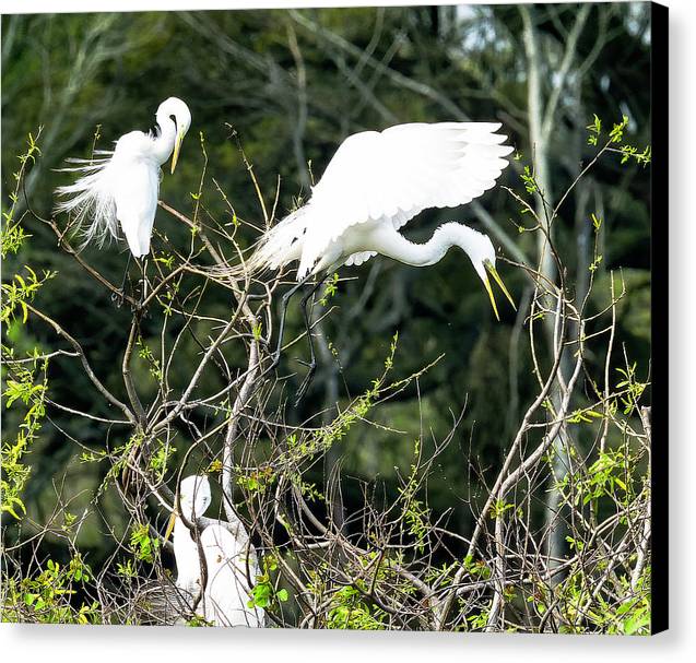 Egrets Interacting On High Island Texas - Canvas Print
