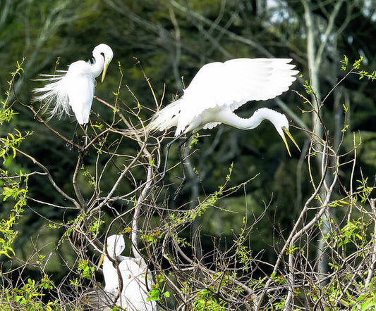 Egrets Interacting On High Island Texas - Art Print