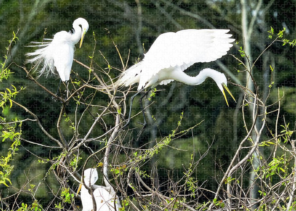 Egrets Interacting On High Island Texas - Puzzle