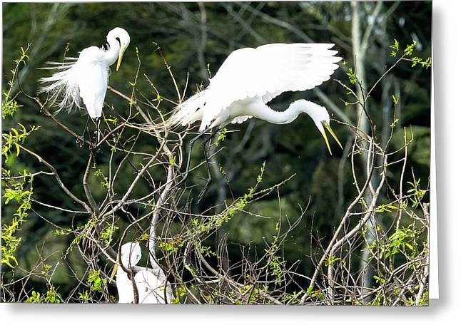 Egrets Interacting On High Island Texas - Greeting Card