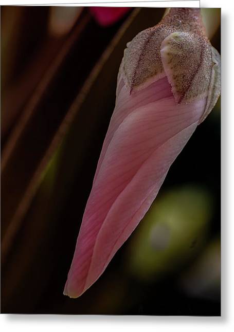 Hanging Garden (Cyclamen Flower)  - Greeting Card