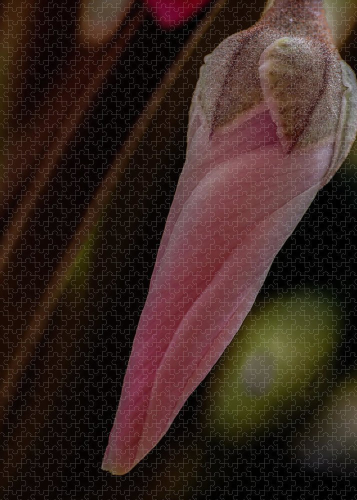 Hanging Garden (Cyclamen Flower)  - Puzzle