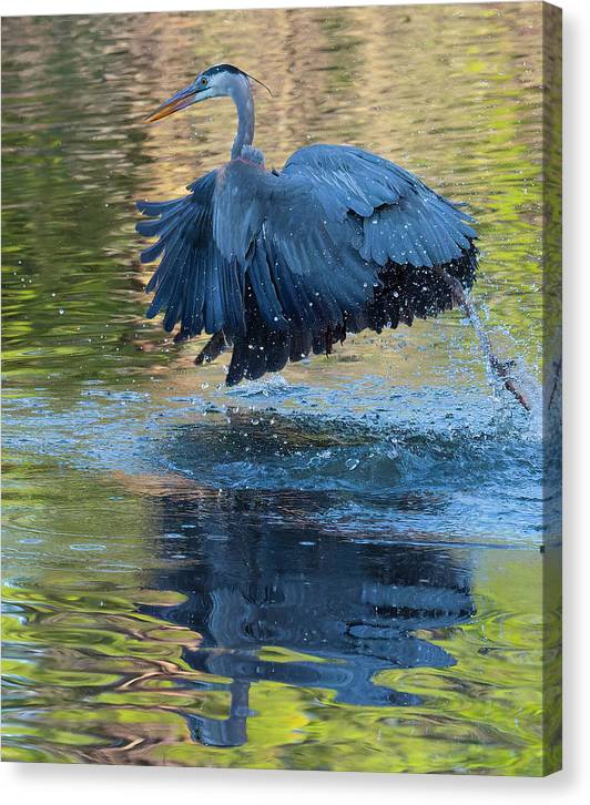 Heron's Splashy Takeoff - Canvas Print