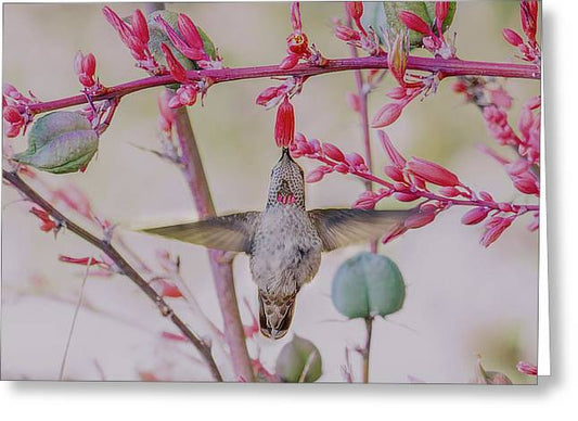 Hummingbird At Red Yucca - Greeting Card