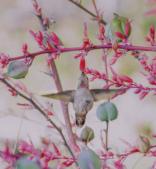 Hummingbird At Red Yucca - Art Print