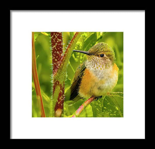 I Have My Eye On You - Framed Print of Hummingbird
