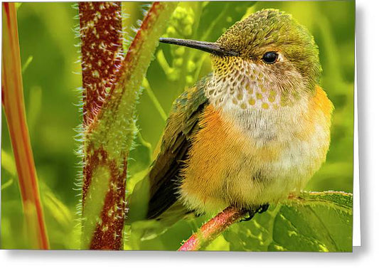 I Have My Eye On You - Greeting Card featuring Hummingbird