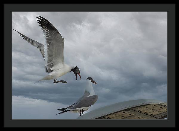 Laughing Gull Landing In Galveston - Framed Print