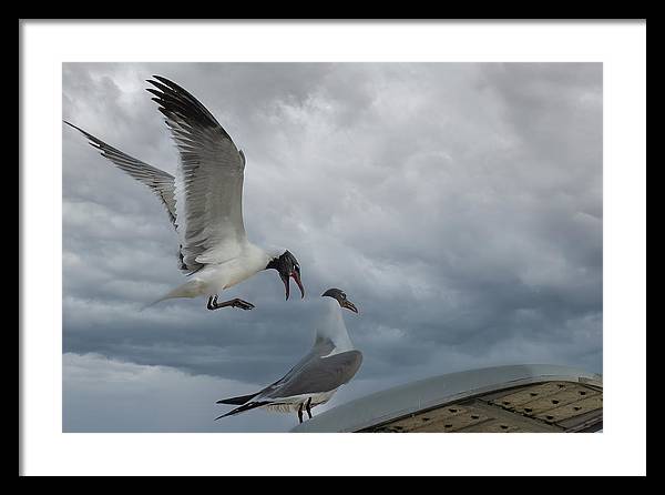 Laughing Gull Landing In Galveston - Framed Print
