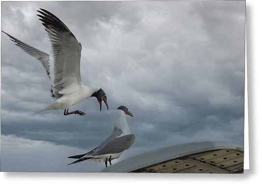 Laughing Gull Landing In Galveston - Greeting Card