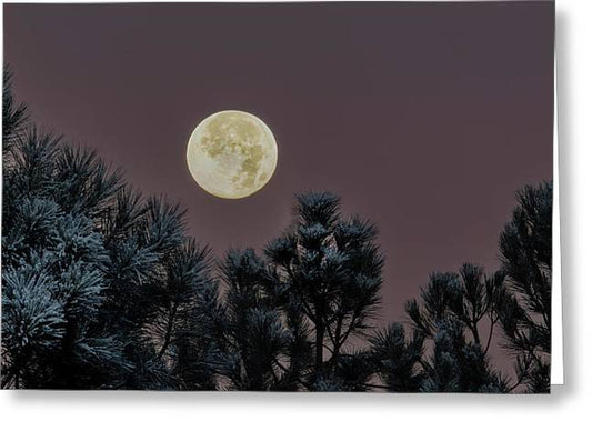 Moon Over Snowy Pine - Greeting Card
