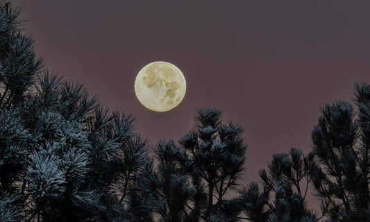 Moon Over Snowy Pine - Art Print