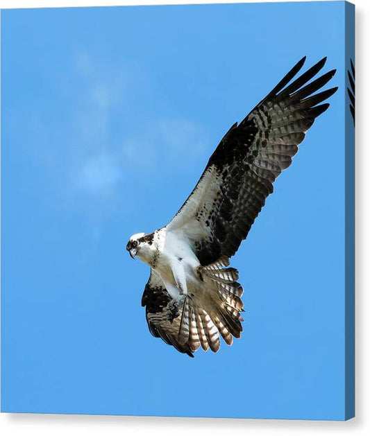 Osprey soars over Flagstaff - Canvas Print