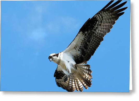 Osprey soars over Flagstaff - Greeting Card
