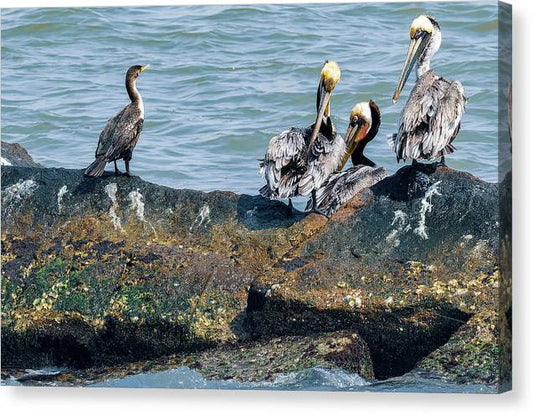 Pelicans And Cormorant On Jetty - Canvas Print