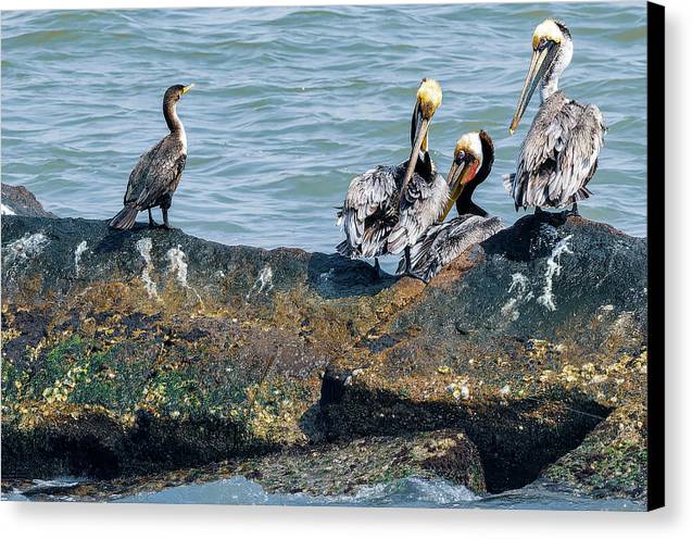 Pelicans And Cormorant On Jetty - Canvas Print