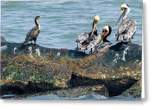 Pelicans And Cormorant On Jetty - Greeting Card