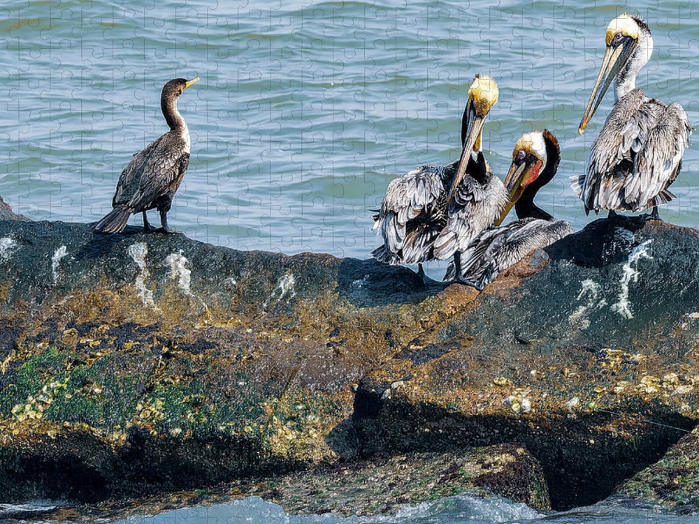 Pelicans And Cormorant On Jetty - Puzzle