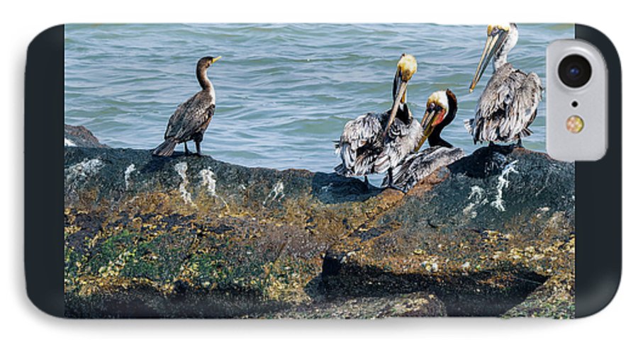 Pelicans And Cormorant On Jetty - Phone Case