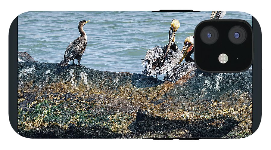 Pelicans And Cormorant On Jetty - Phone Case