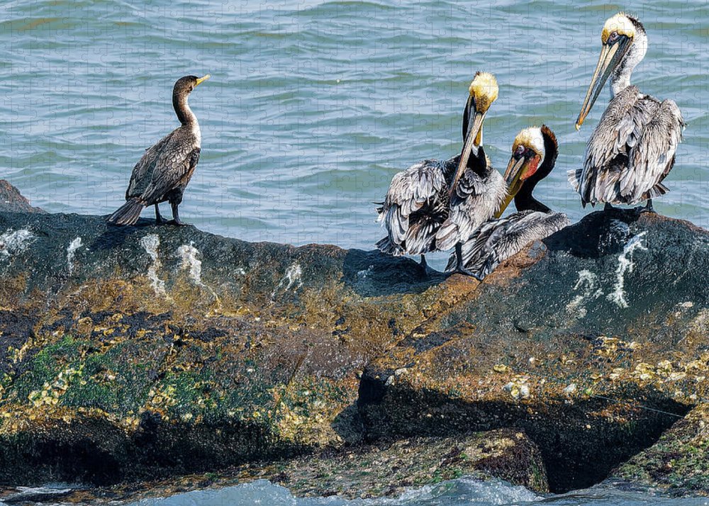 Pelicans And Cormorant On Jetty - Puzzle