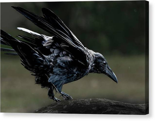 Poised For Action - Canvas Print